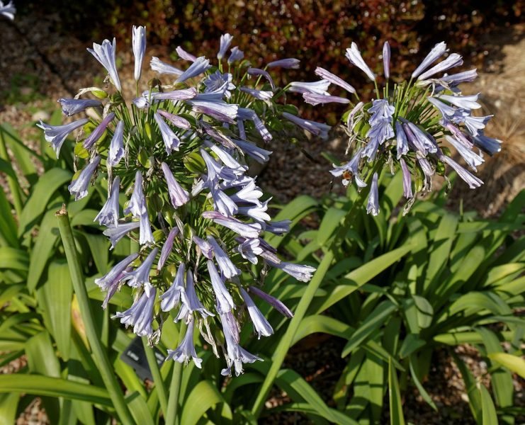 African lily 'Glen Avon' (Agapanthus 'Glen Avon')