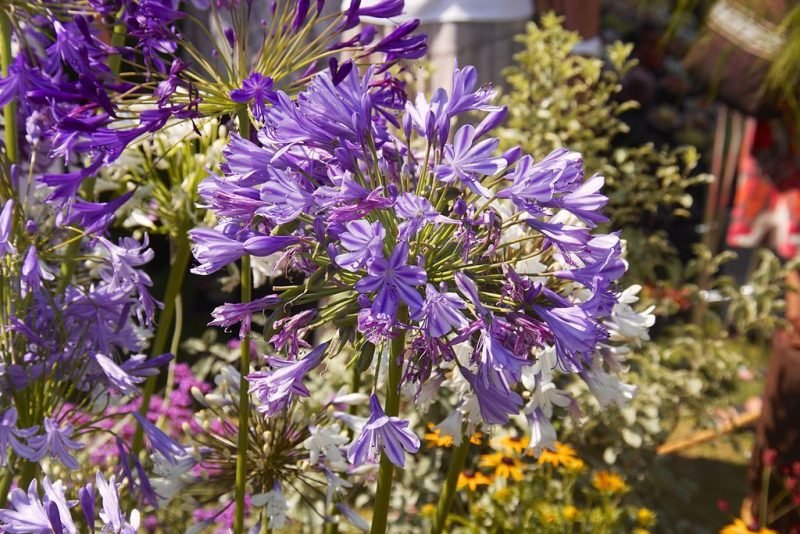 African lily 'Lavender Haze' (Agapanthus 'Lavender Haze')