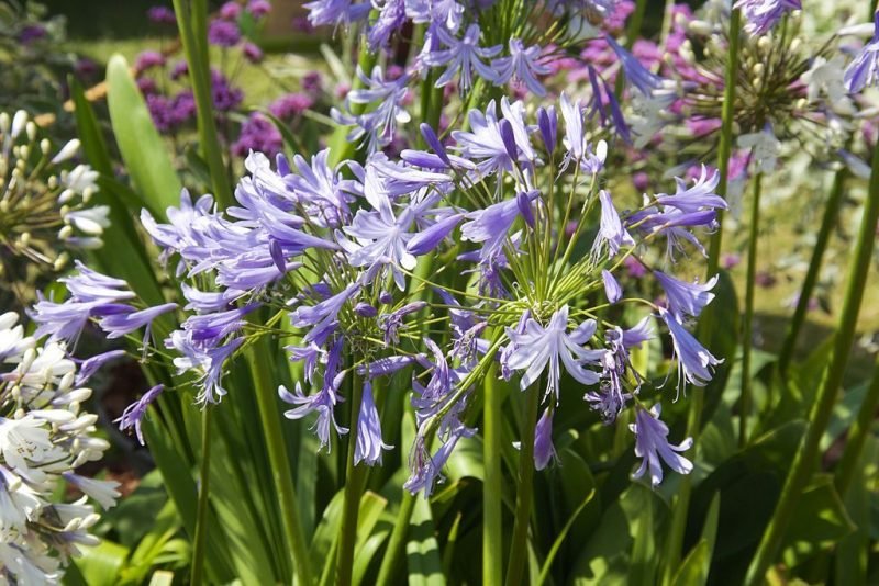 How to plant African lily 'Lavender Haze' (Agapanthus 'Lavender Haze')_1