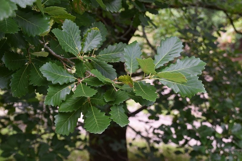 Algerian oak (Quercus canariensis)