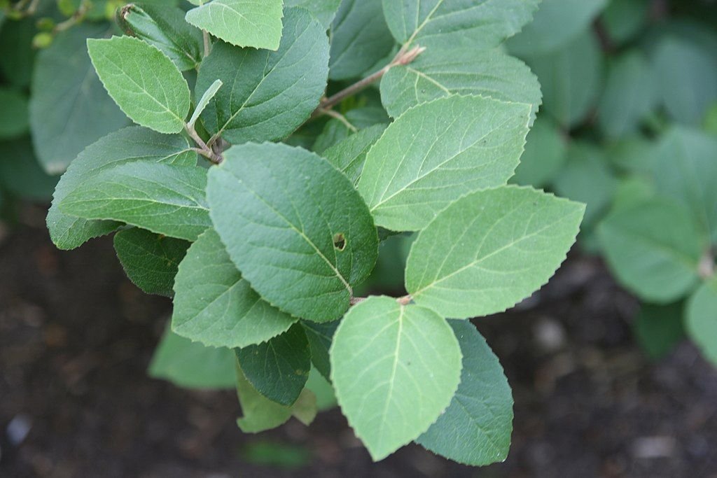 Arrowwood 'Diana' (Viburnum carlesii 'Diana')