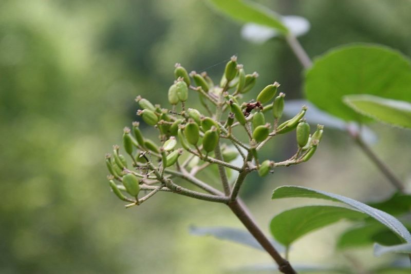 Where to plant Arrowwood 'Diana' (Viburnum carlesii 'Diana')_2