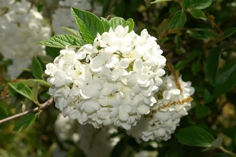 Arrowwood 'Eskimo' (Viburnum 'Eskimo')