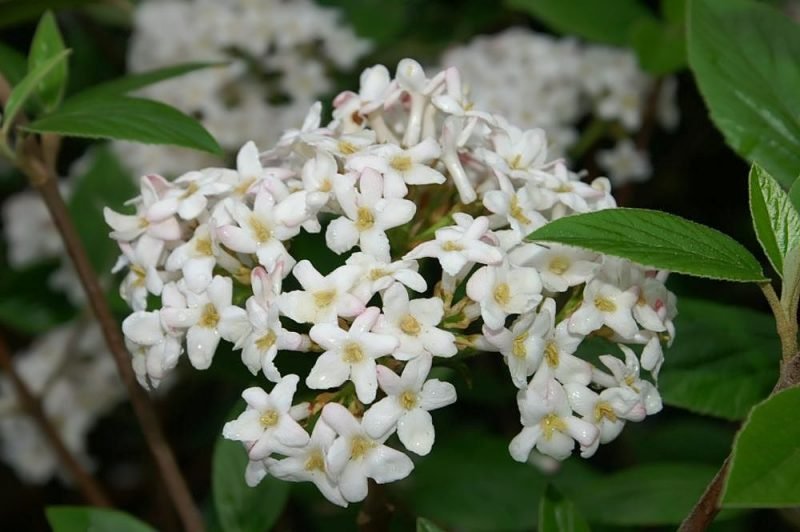 Arrowwood 'Mohawk' (Viburnum × burkwoodii 'Mohawk')
