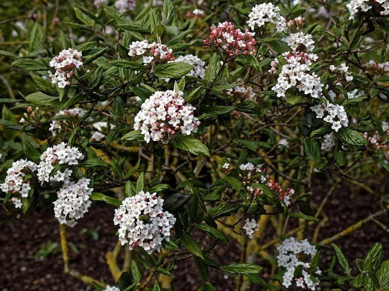 Arrowwood 'Park Farm Hybrid' (Viburnum × burkwoodii 'Park Farm Hybrid