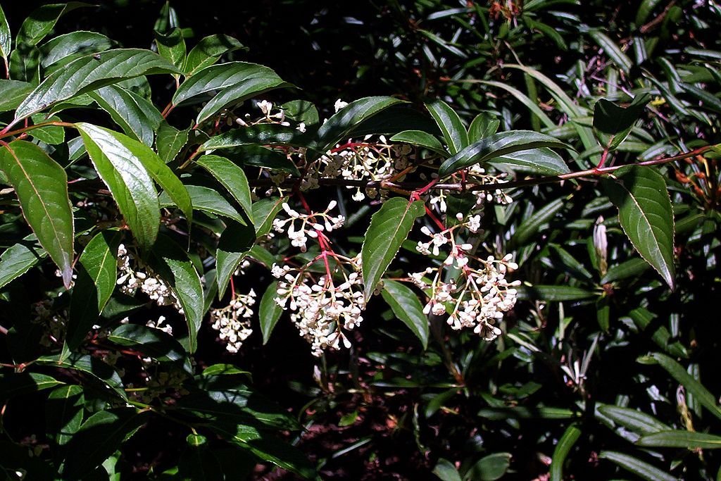 Arrowwood 'Winton' (Viburnum × hillieri 'Winton')