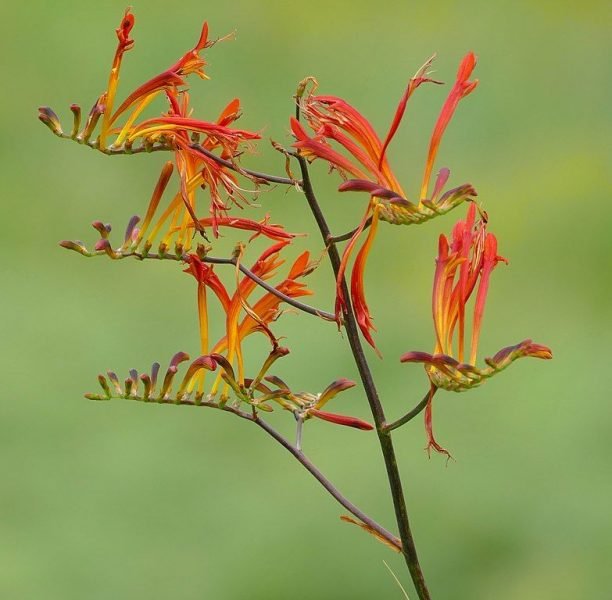 Aunt Eliza (Crocosmia paniculata)