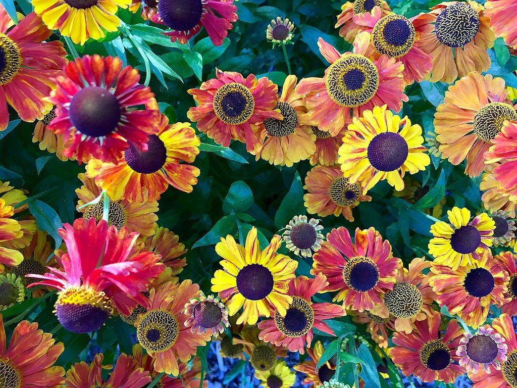 Autumn sneezeweed (Helenium autumnale)