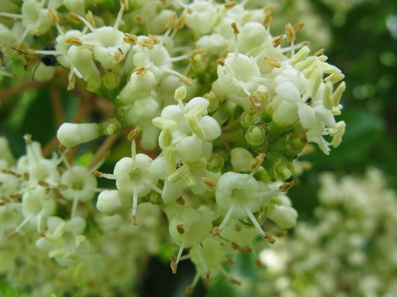 Awabuki sweet viburnum (Viburnum odoratissimum var. awabuki)