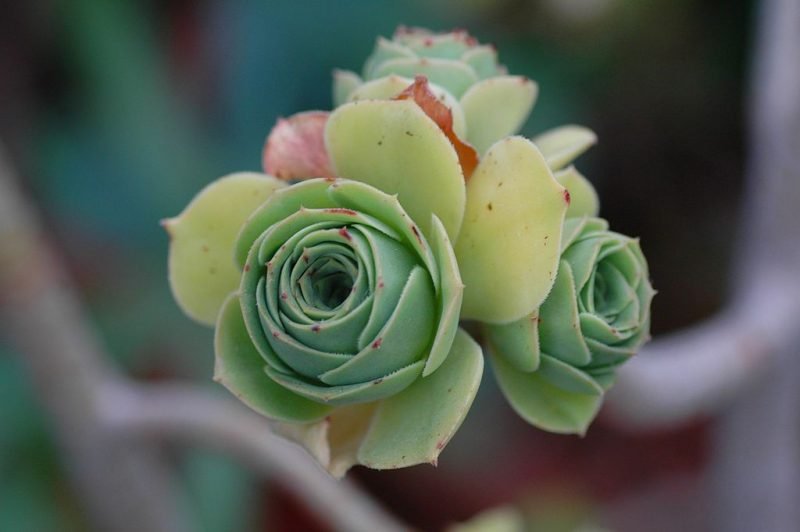 Balsam-yielding giant houseleek (Aeonium balsamiferum)