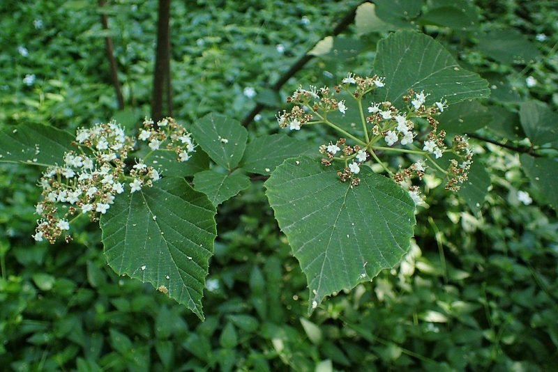 Birchleaf viburnum (Viburnum betulifolium)