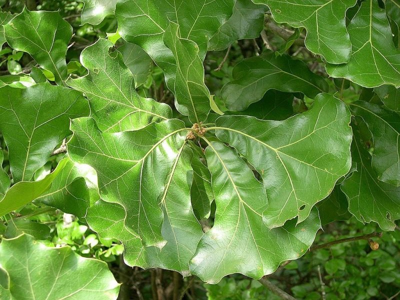 Black jack oak (Quercus marilandica)