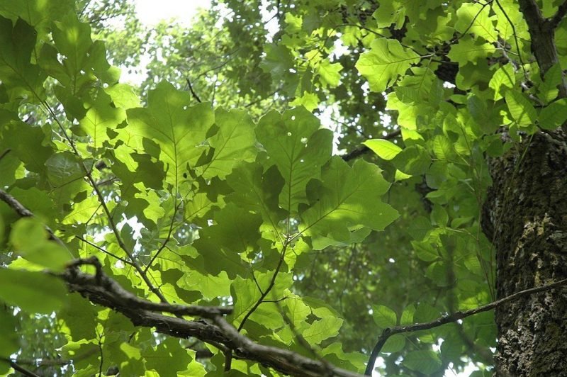 Black oak (Quercus velutina)