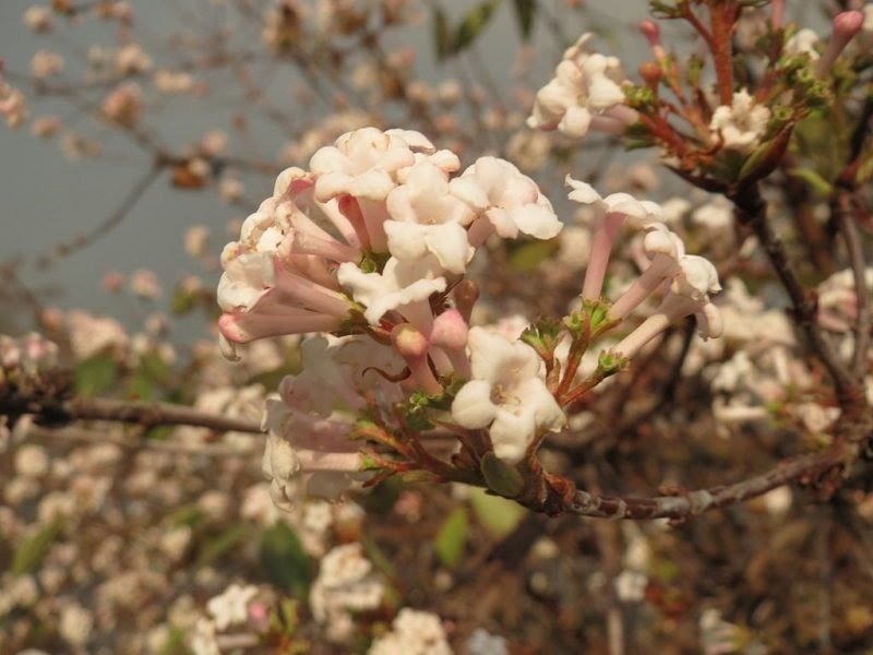 Bodnant viburnum (Viburnum × bodnantense)