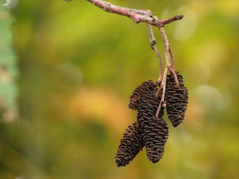 Californian red alder (Alnus rubra)