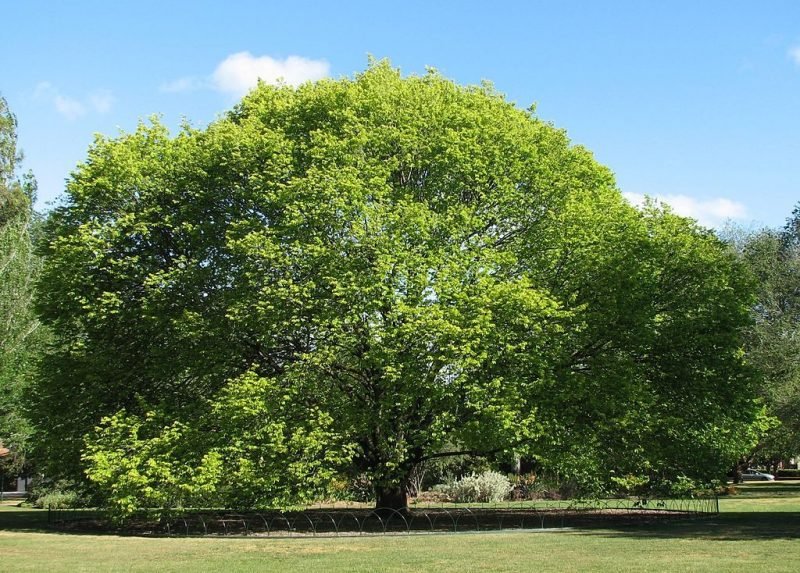 Camperdown elm 'Lutescens' (Ulmus glabra 'Lutescens')