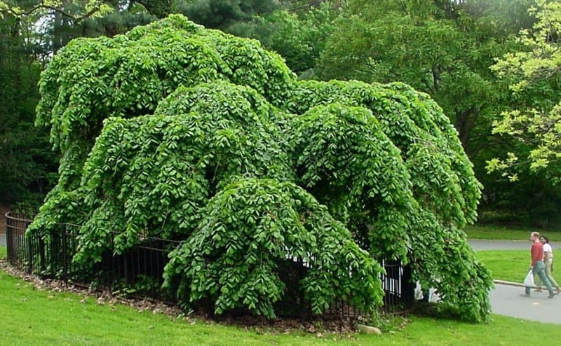 Camperdown elm (Ulmus glabra 'Camperdownii')