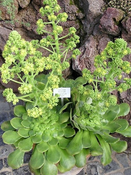 Canary Island flat giant houseleek (Aeonium canariense var. subplanum)