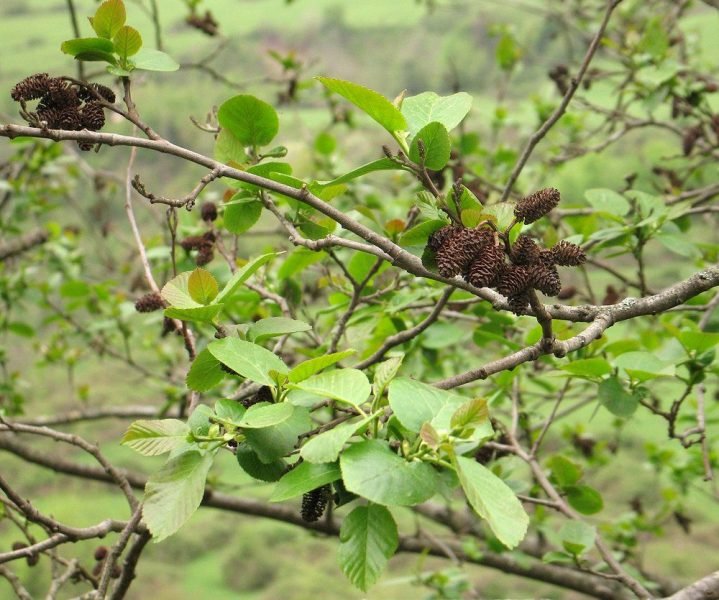 Caucasian alder (Alnus subcordata)
