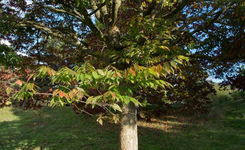 Caucasian elm (Zelkova carpinifolia)
