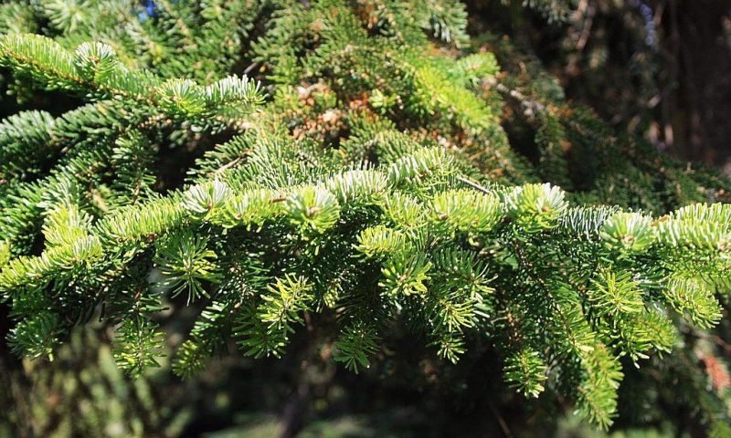 Caucasian fir (Abies nordmanniana)