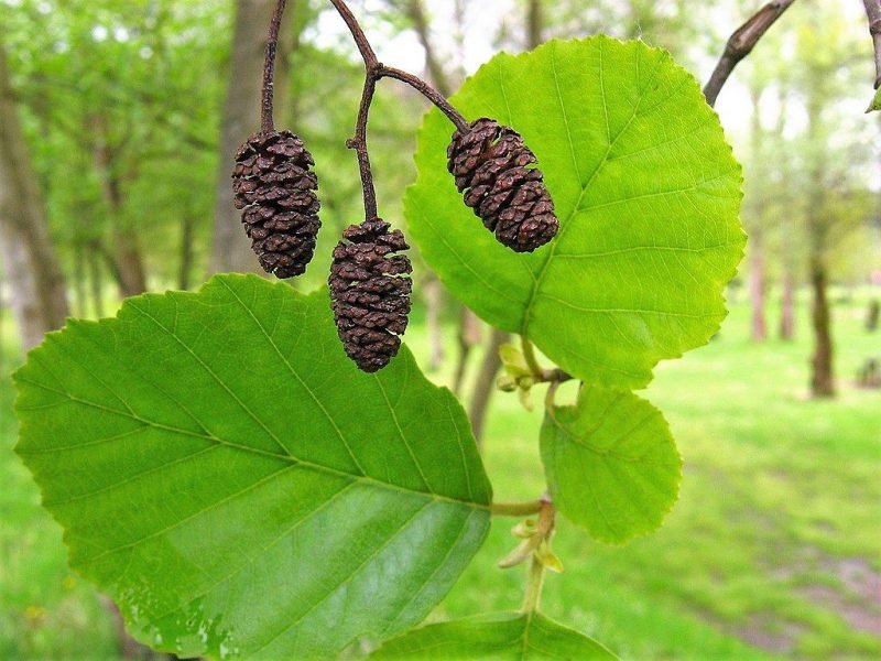Common alder (Alnus glutinosa)