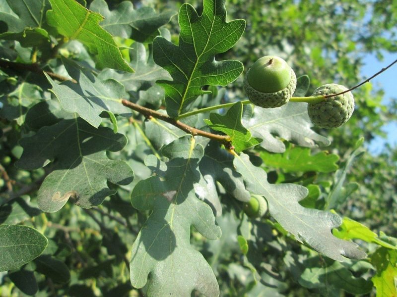 Common oak (Quercus robur)