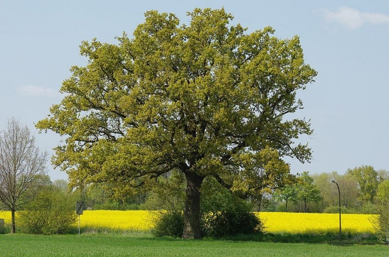 How to plant Common oak (Quercus robur)_1