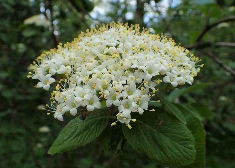 Common wayfaring tree (Viburnum lantana)