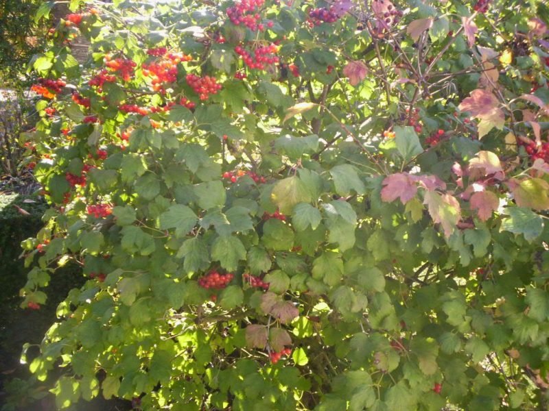 Compact guelder rose (Viburnum opulus 'Compactum')
