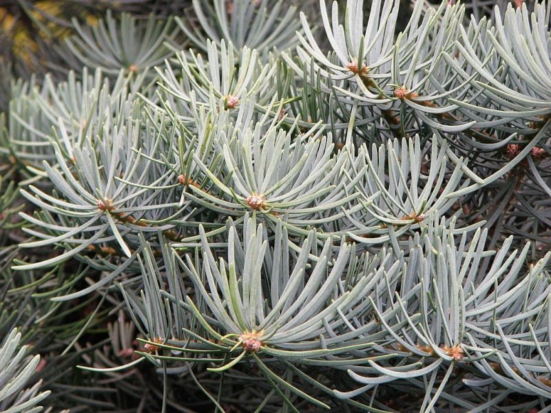 Where to plant Compact white fir (Abies concolor 'Compacta')_2