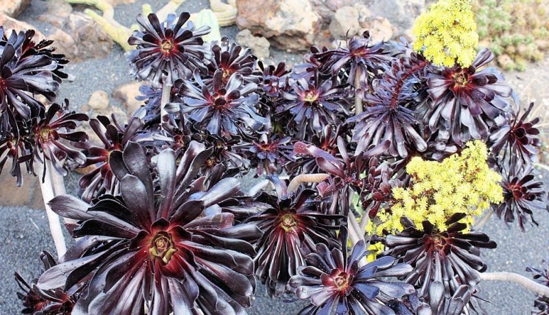 Dark purple houseleek tree (Aeonium arboreum 'Atropurpureum')