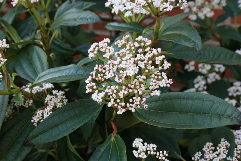 David viburnum (Viburnum davidii)