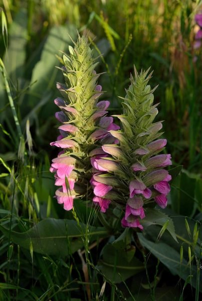 Dioscorides' bear's breech (Acanthus dioscoridis)
