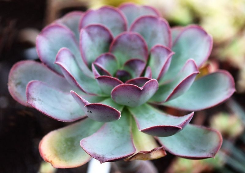 El Hierro giant houseleek (Aeonium hierrense)