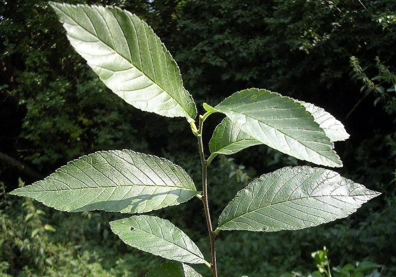 Elm 'New Horizon' (Ulmus 'New Horizon')