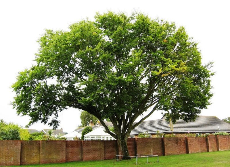 Elm 'Sapporo Autumn Gold' (Ulmus 'Sapporo Autumn Gold')