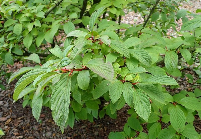 Farrer viburnum (Viburnum farreri)