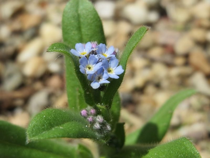 Field forget-me-not (Myosotis arvensis)
