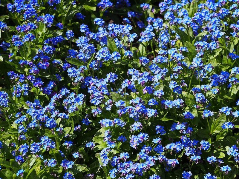Forget-me-not 'Bluesylva' (Myosotis sylvatica 'Bluesylva')