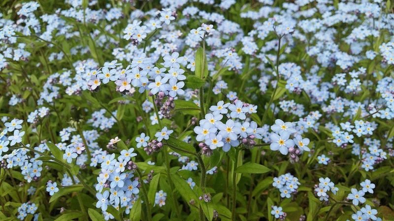 Garden forget-me-not (Myosotis sylvatica)
