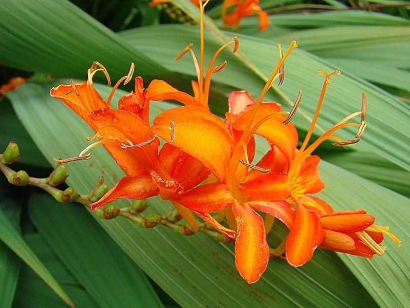 Giant montbretia (Crocosmia masoniorum)