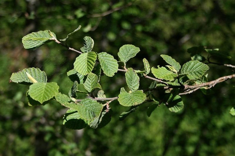 Grey alder (Alnus incana)