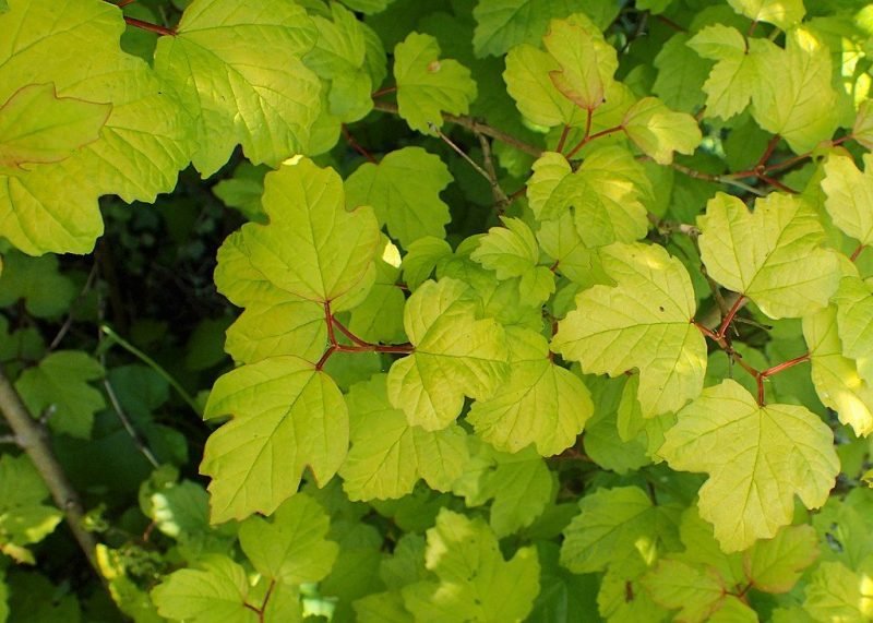 Guelder rose 'Aureum' (Viburnum opulus 'Aureum')