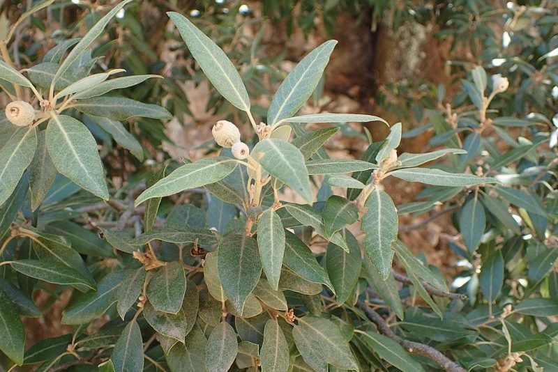 Holm oak (Quercus ilex)