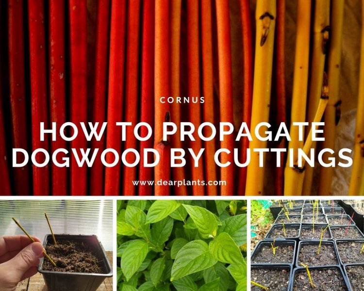 How to propagate dogwood by cuttings - www.dearplants.com