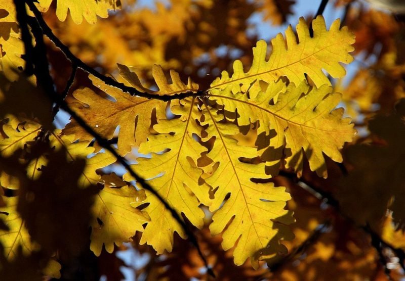 Hungarian oak (Quercus frainetto)