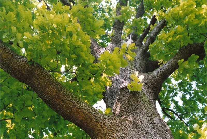 How to plant Hungarian oak (Quercus frainetto)_1