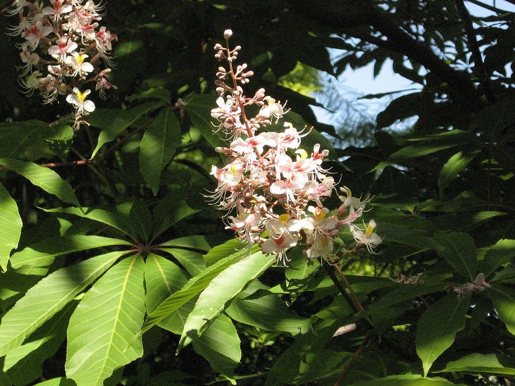 Indian horse chestnut (Aesculus indica)