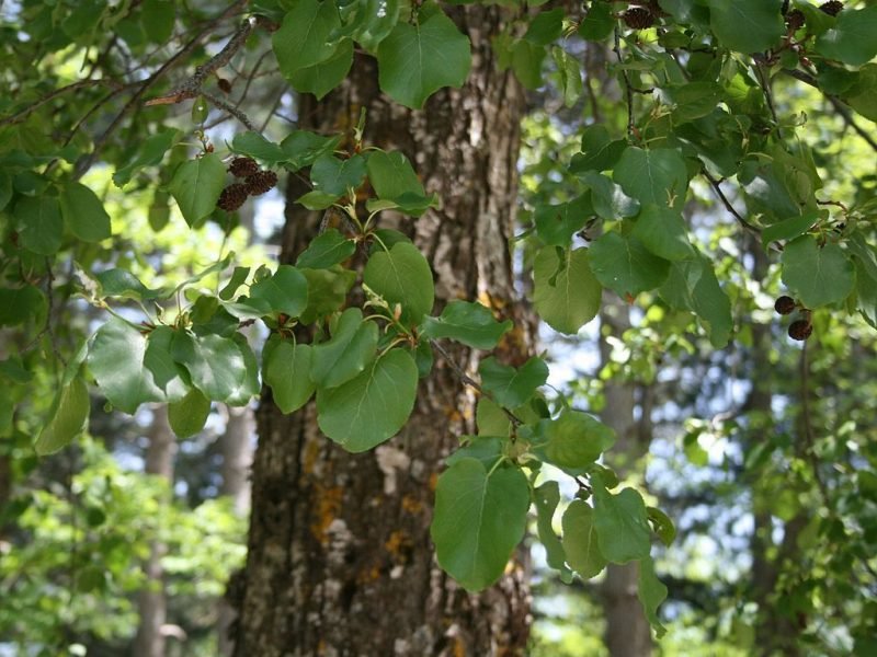 Italian alder (Alnus cordata)